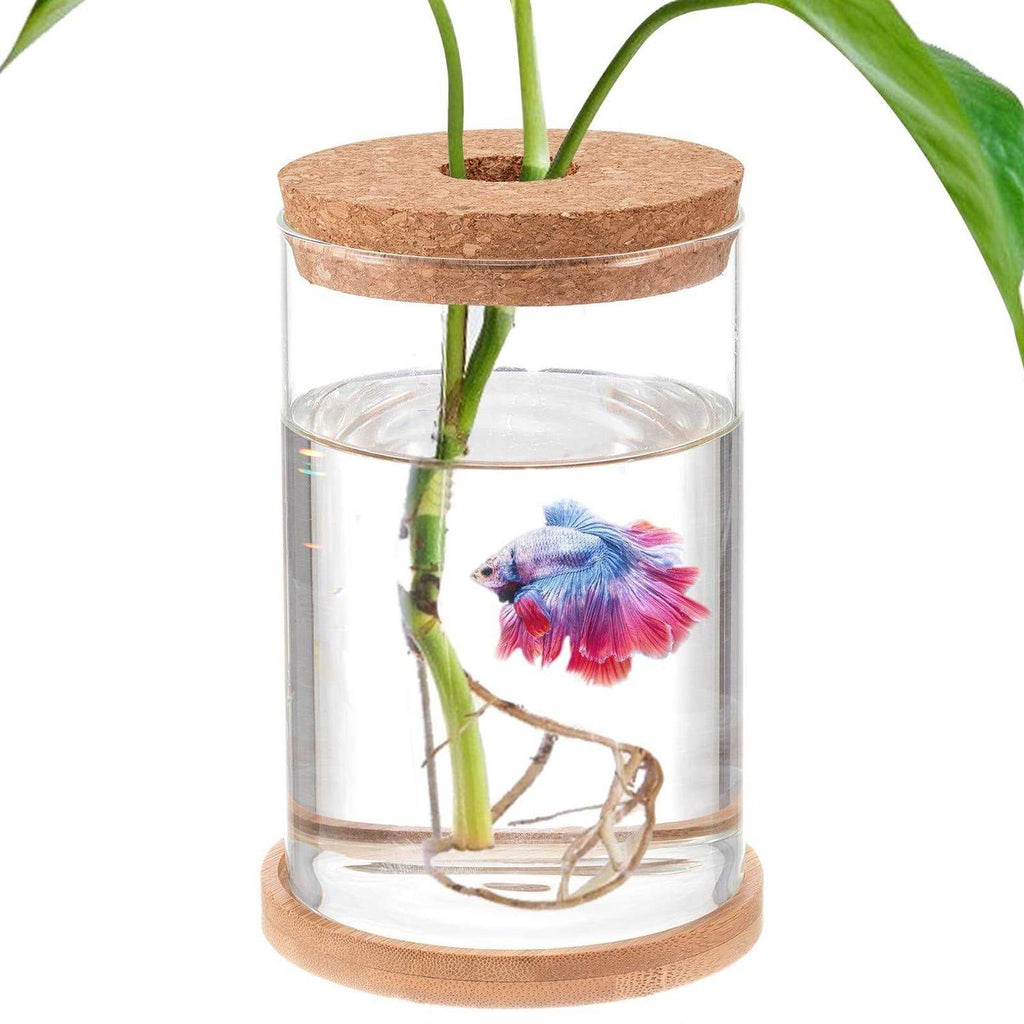 Clear Glass Betta Fish Tank X20271