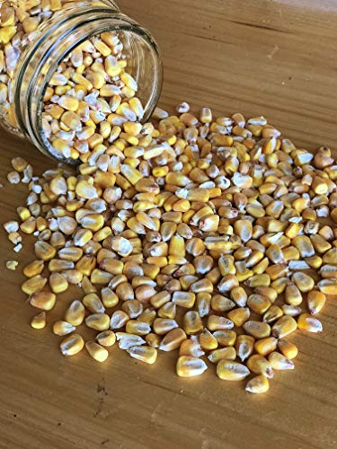 Whole Corn (50 lb) X401