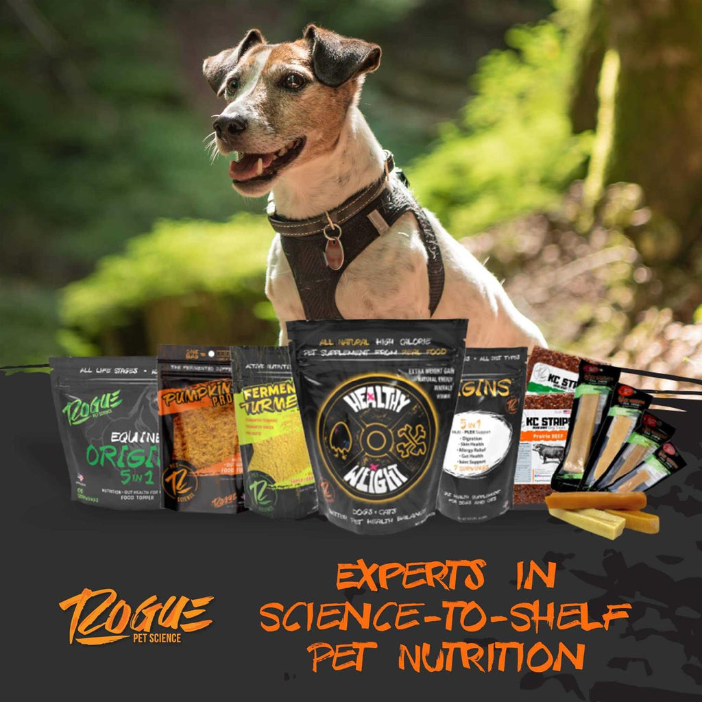Pumpkin Dog Food Topper V378