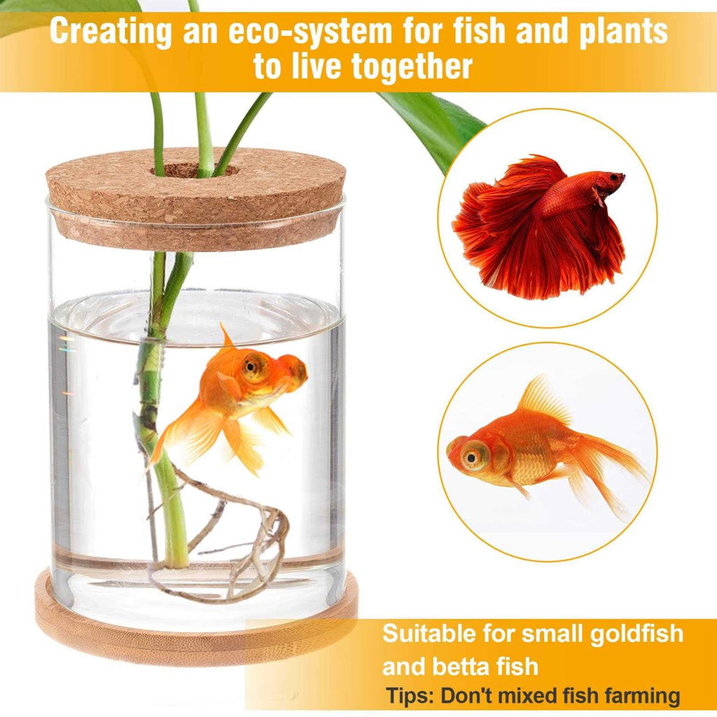 Clear Glass Betta Fish Tank X20271