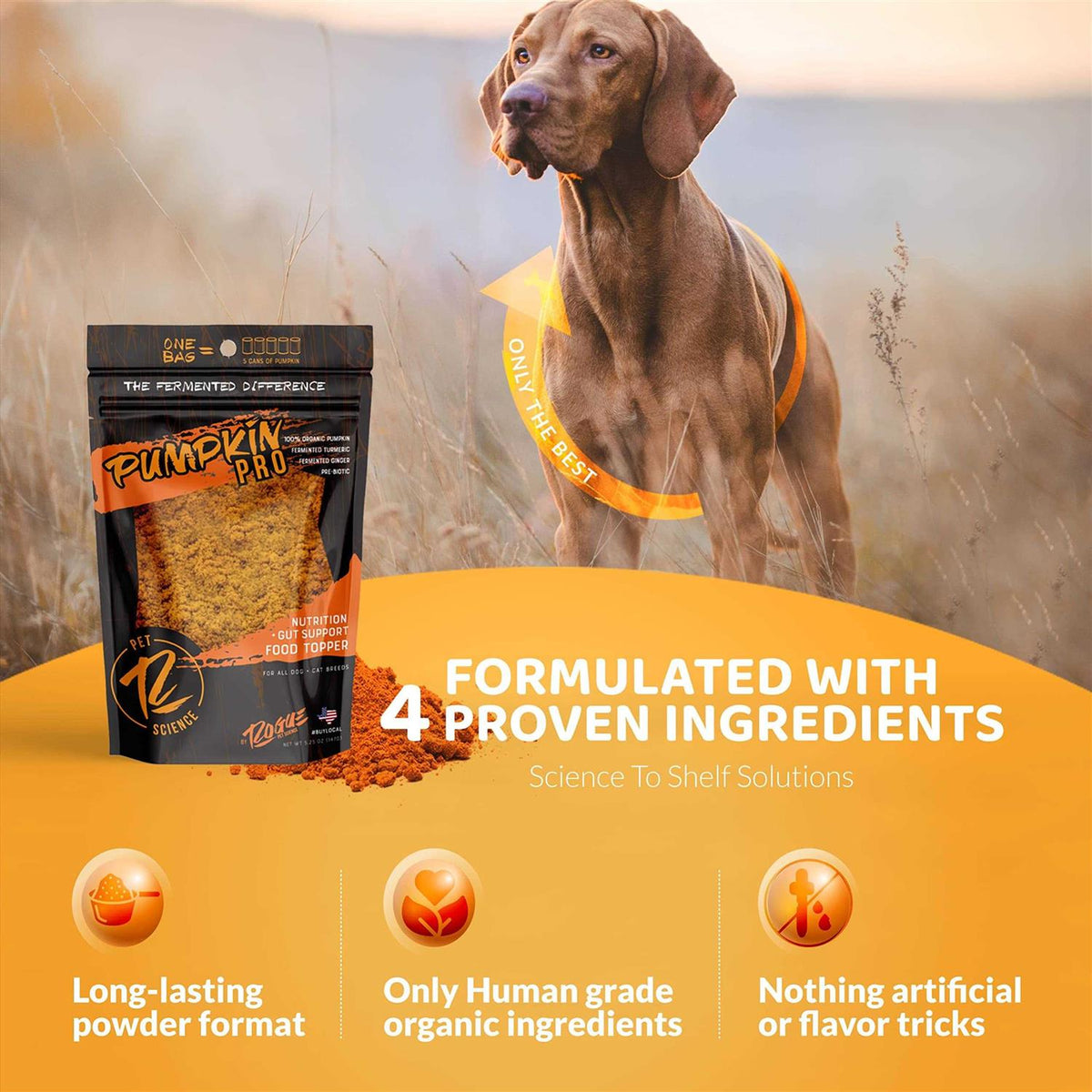 Pumpkin Dog Food Topper V378