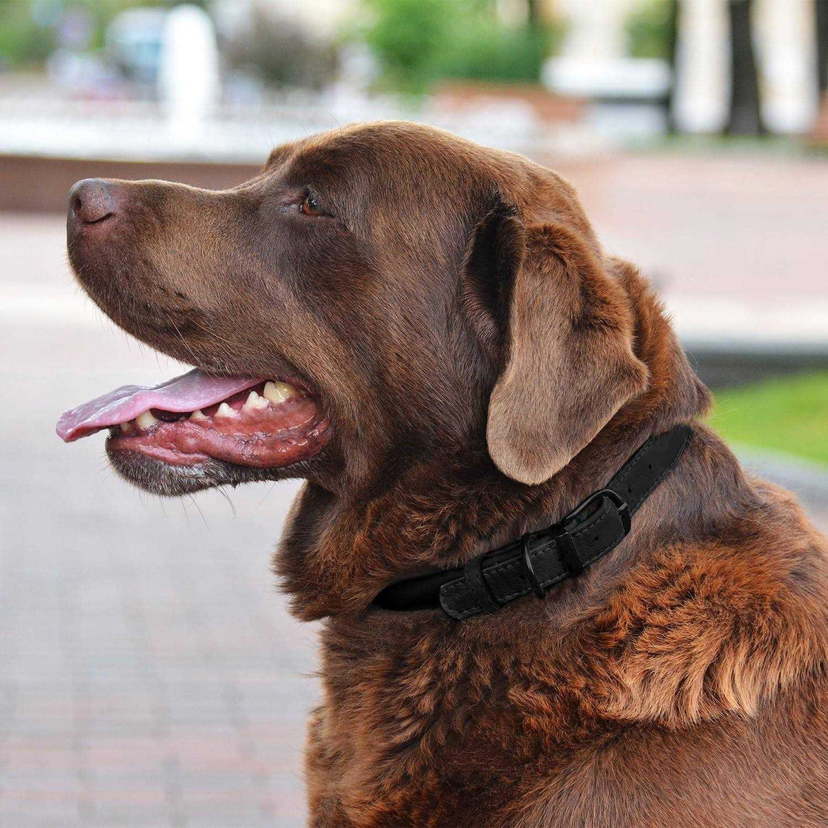 Rolled Leather Dog Collar with QR ID Dog Tag K658878