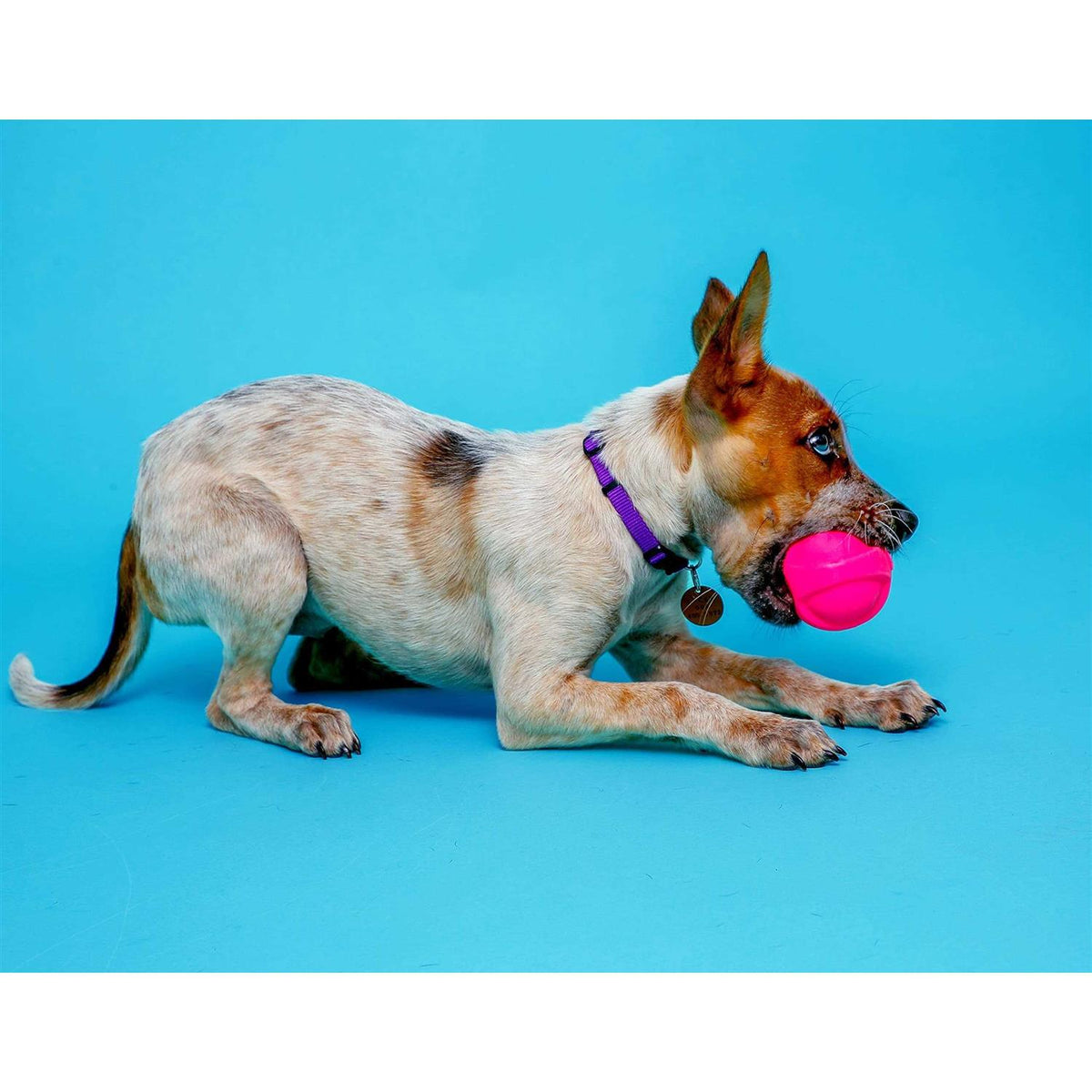 Squeaky Latex Dog Toy K349